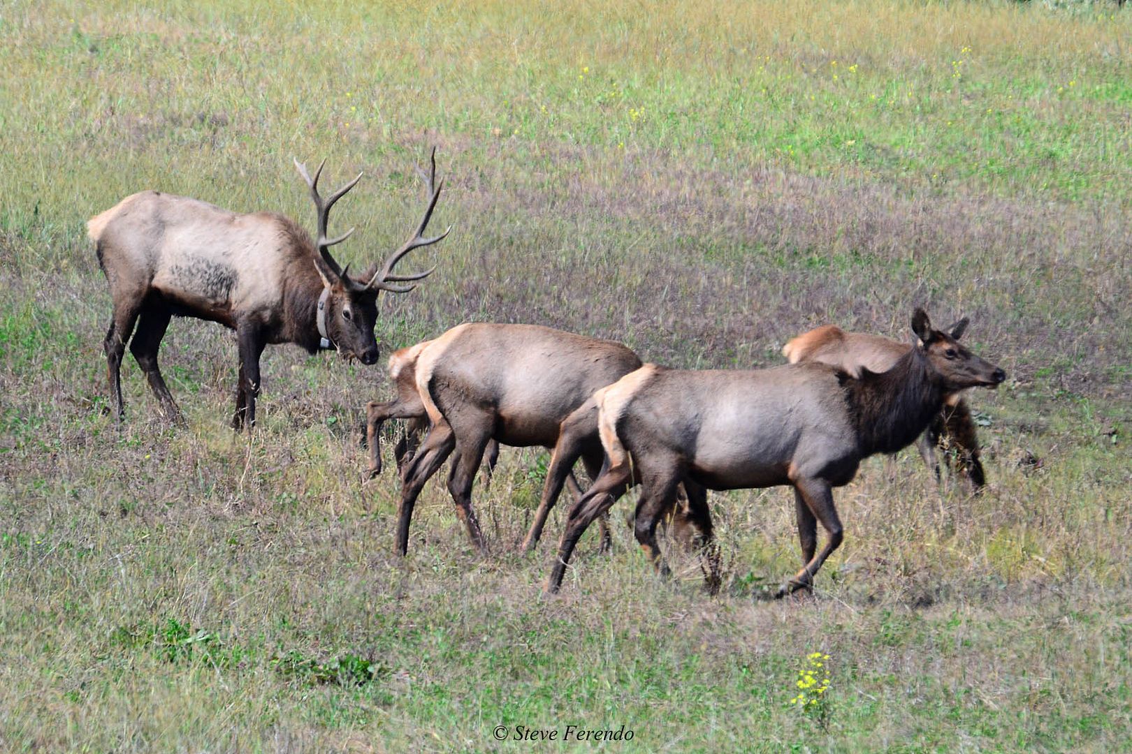 "Natural World" Through My Camera Pennsylvania Elk Range, Day Three